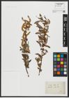 Foto von Salix alba L.